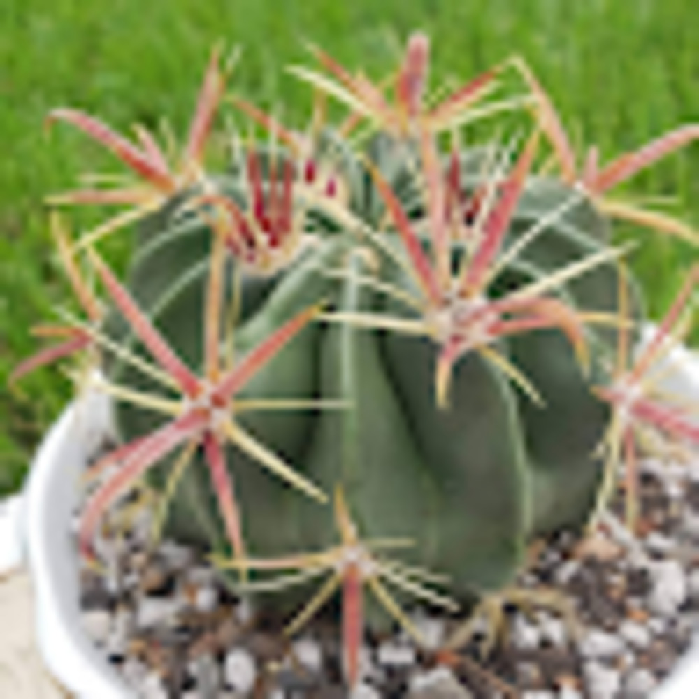 Meet your Posher, Christopher luke